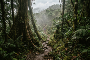 The trail up Mount Liamuiga — never hike alone. AI-generated image.