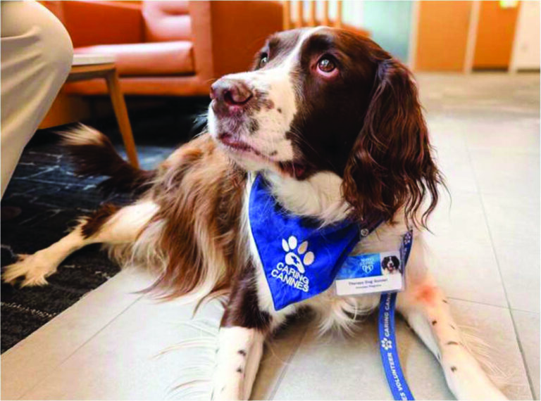Therapy dogs help stroke patients move more and engage in their rehabilitation
