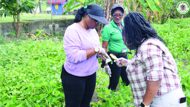 St. Kitts Department Of Agriculture Establishes Crisis Response Team To Address Invasive Black Bean Bug
