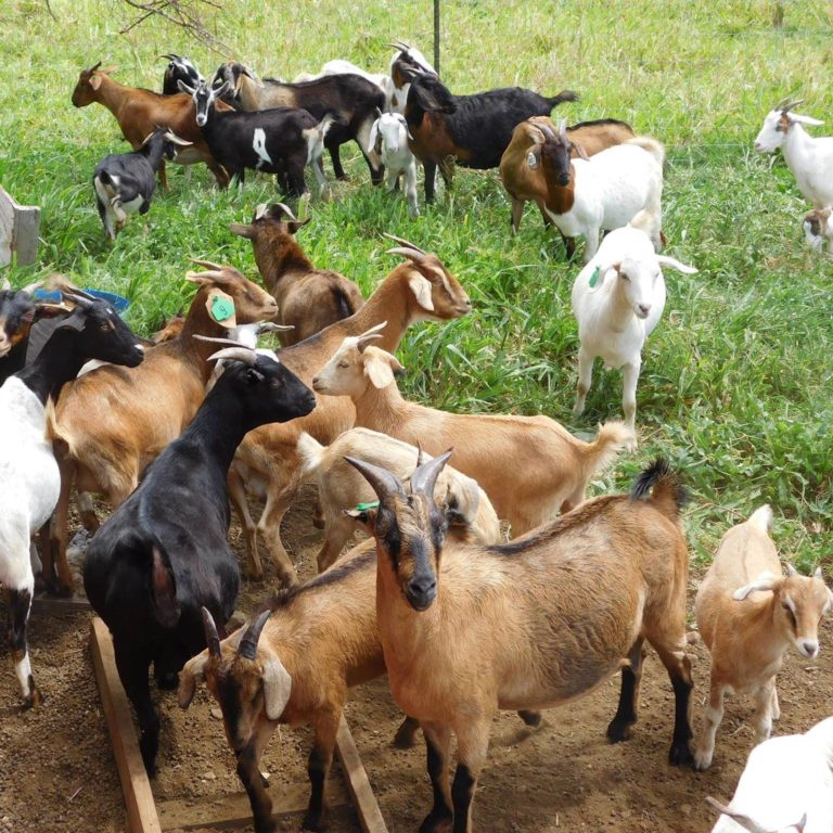 NOTICE: Department of Agriculture