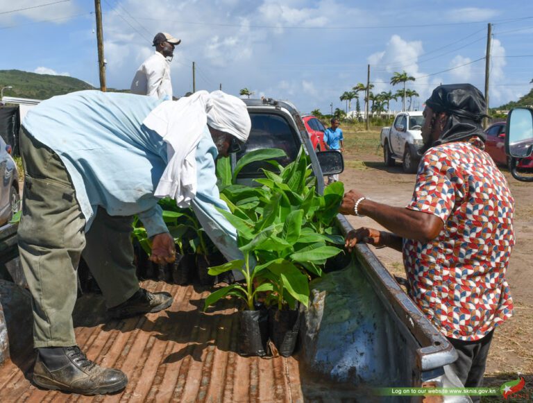 Ministry Of Agriculture Hands Over Thousands Of Banana And Plantain Suckers To Farmers and Backyard Gardeners