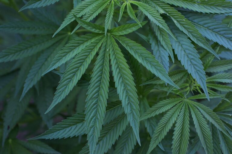 New York Lawmakers Reach Deal to Legalize Marijuana
