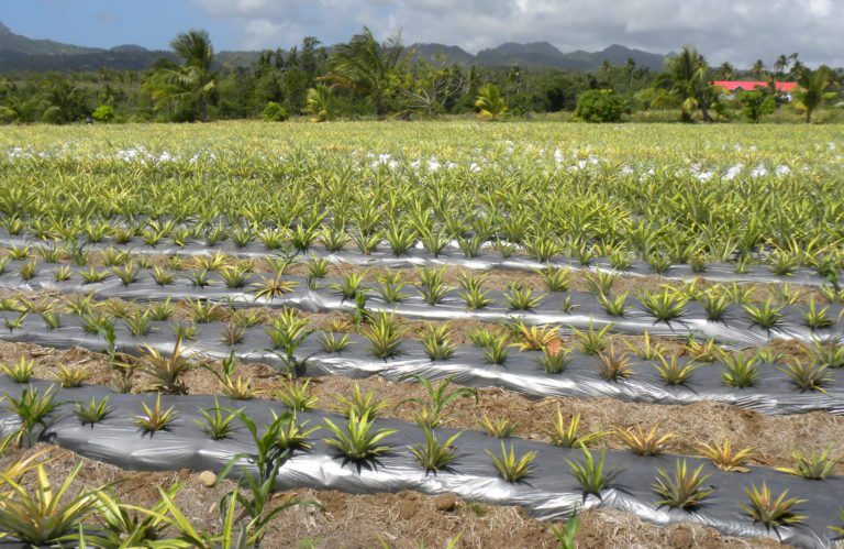 NOTICE: Plant and Plant Product Import and Export Requirements