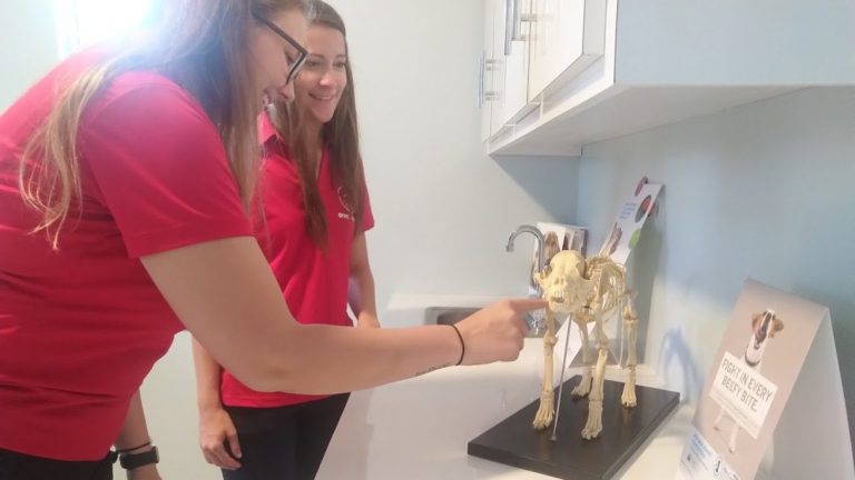 Unwanted, Stray Animal Experience Inspires Shelter Construction