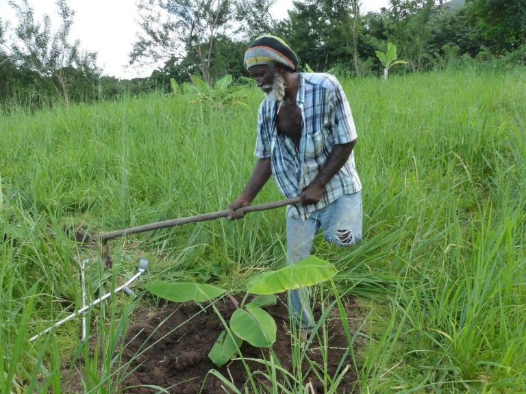 Disabled farmer fatally attacked